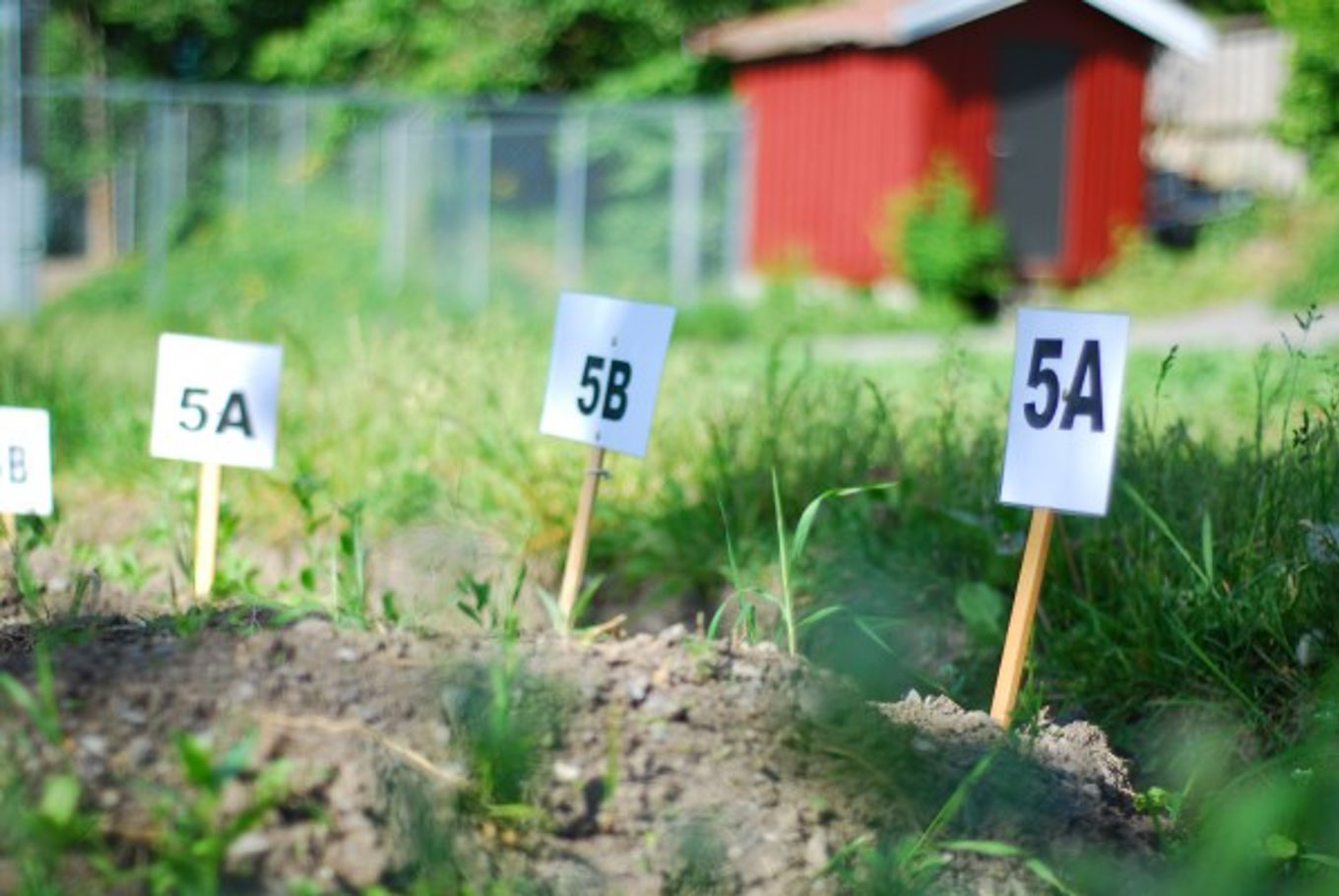 klassekilt på åkeren